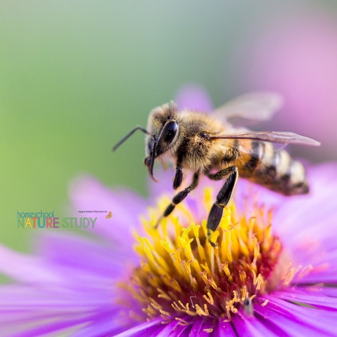 Homeschool Nature Study in Your Own Backyard: Learn What is Closest to ...