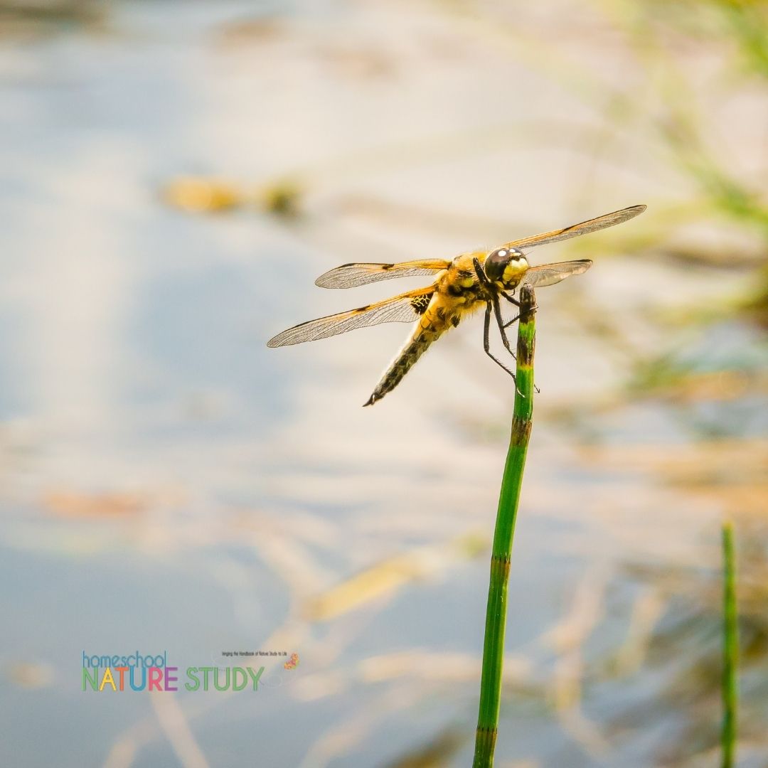 dragonfly homeschool nature study