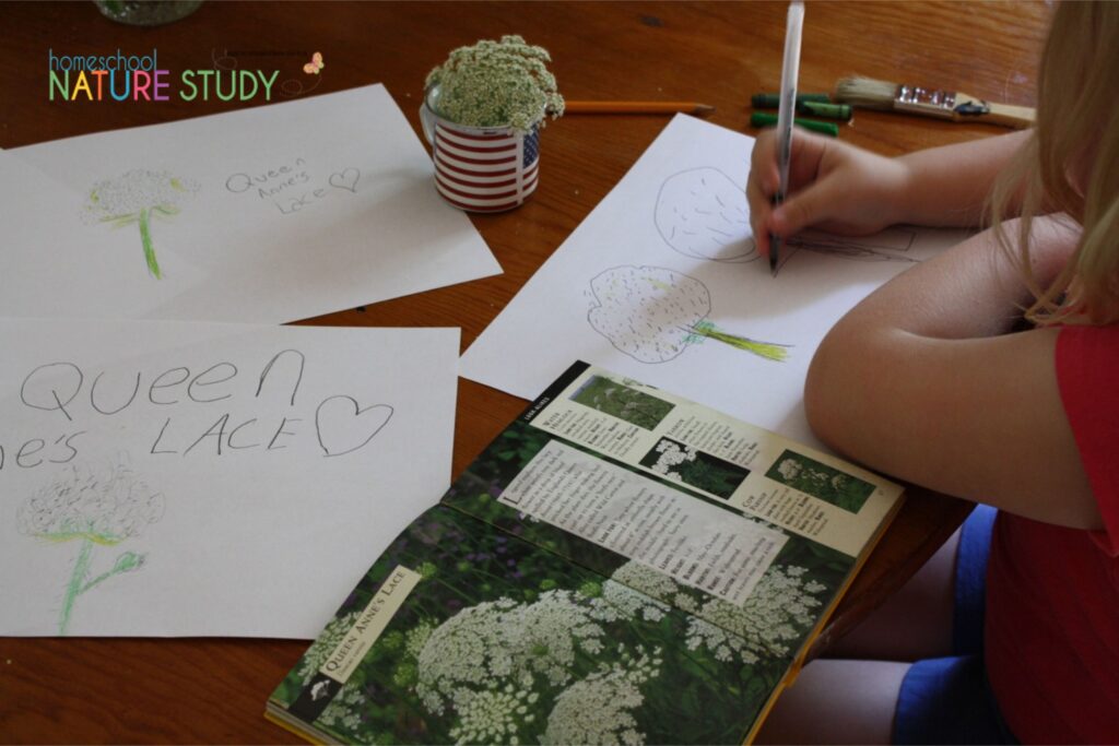 homeschool nature journaling