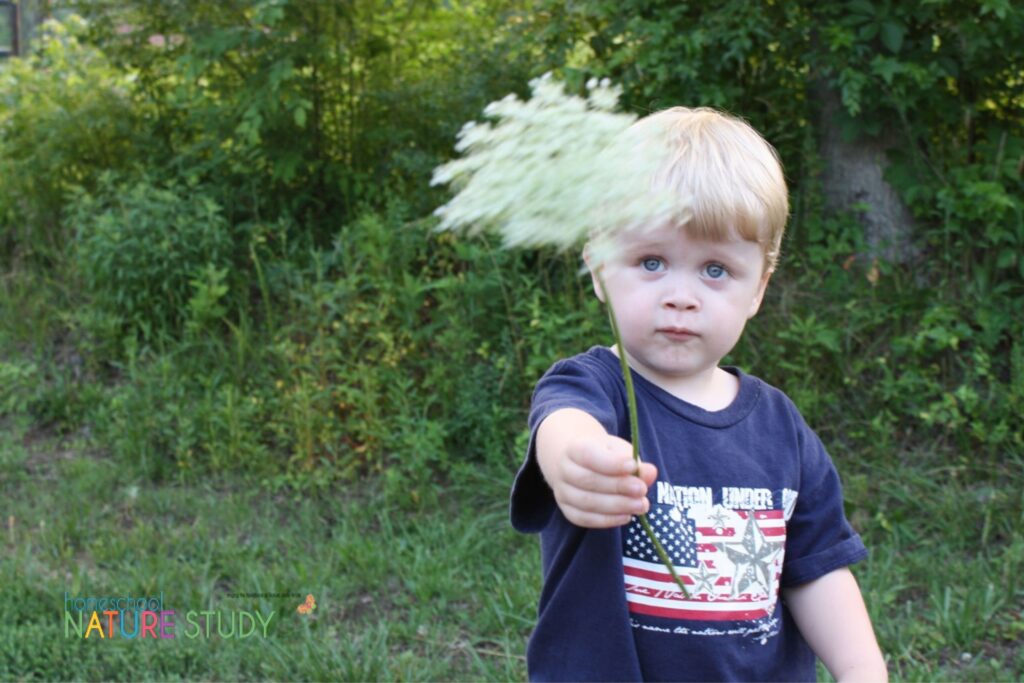 Make great memories by studying Queen Anne's lace throughout the seasons. Enjoy this beautiful Queen Anne's lace nature study for your homeschool.