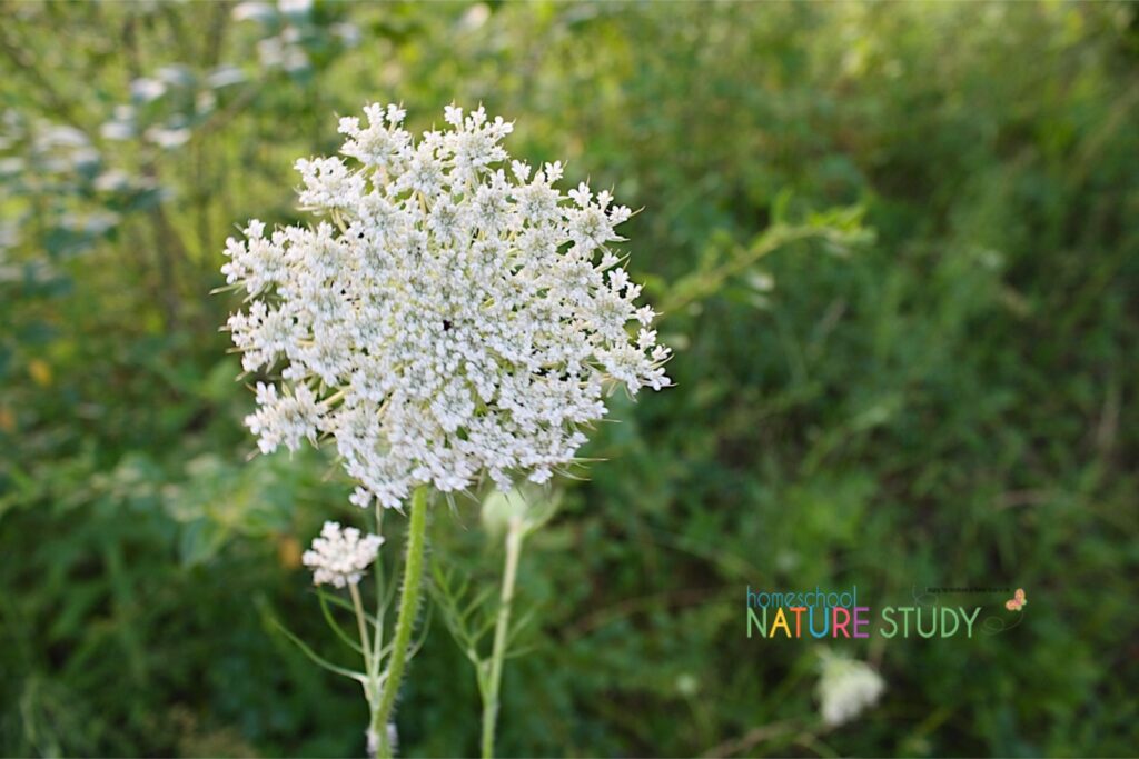 Make great memories by studying Queen Anne's lace throughout the seasons. Enjoy this beautiful Queen Anne's lace nature study for your homeschool.