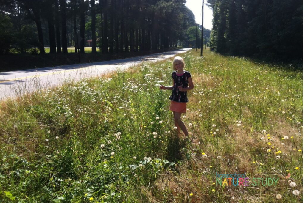 Make great memories by studying Queen Anne's lace throughout the seasons. Enjoy this beautiful Queen Anne's lace nature study for your homeschool.