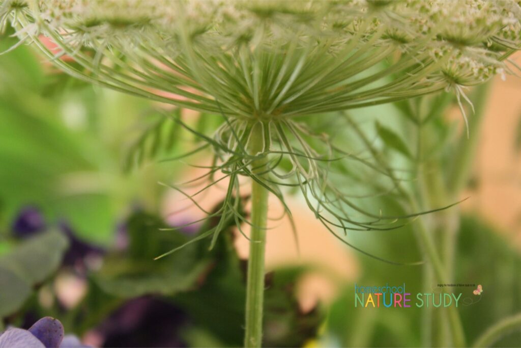 Make great memories by studying Queen Anne's lace throughout the seasons. Enjoy this beautiful Queen Anne's lace nature study for your homeschool.