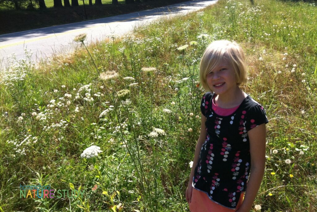 Make great memories by studying Queen Anne's lace throughout the seasons. Enjoy this beautiful Queen Anne's lace nature study for your homeschool.