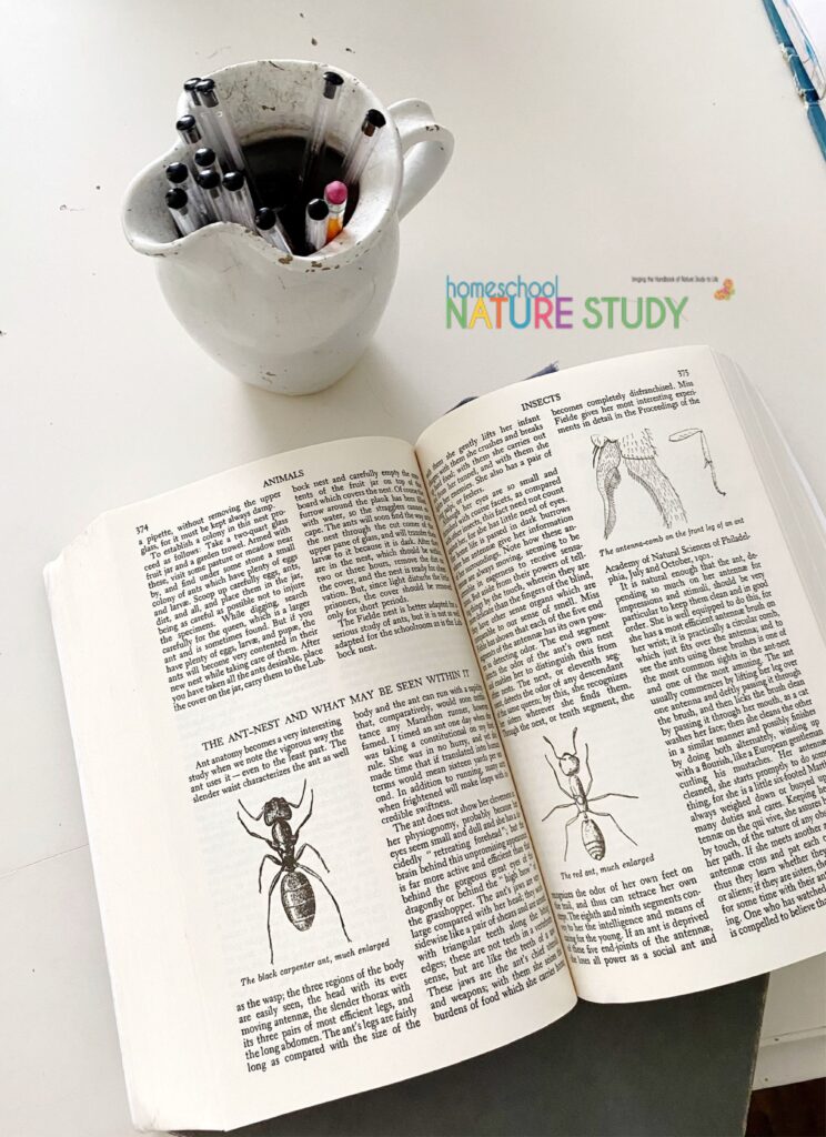 Monthly nature journal activities take your outdoor experiences, your thoughts, new ideas or facts, and make them tangible. Here are some ideas to get you started nature journaling.