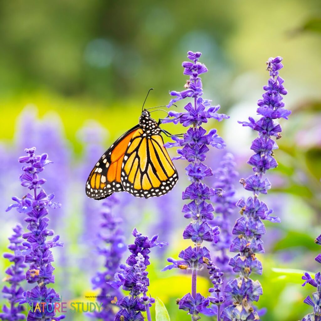 These citizen science projects transform routine outdoor time into purposeful scientific investigation. Perfect for homeschool learners.