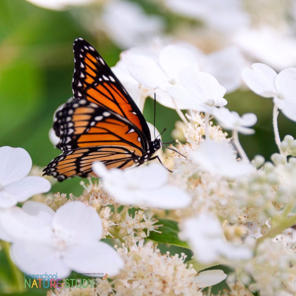 Is nature study old-fashioned for your homeschool? Discover how outdoor time and nature study are as fundamental to good learning as you can find.