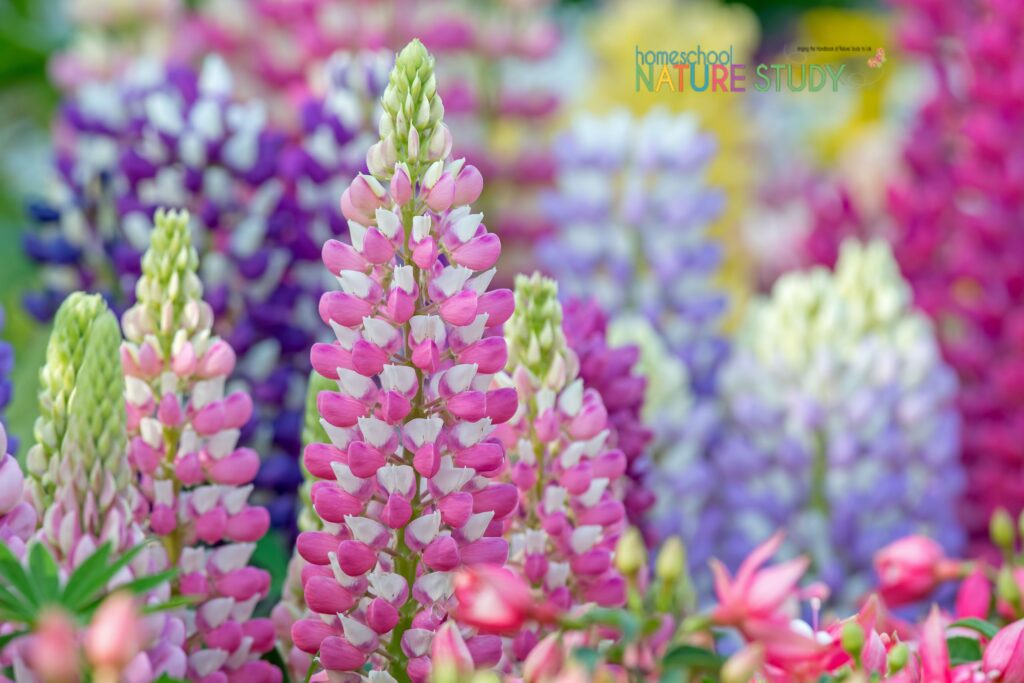 Enjoy a beautiful lupine wildflower nature study for your homeschool! Don't miss the free lupine resource download and the free, live event!