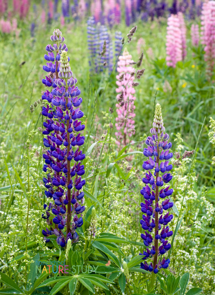 Enjoy a beautiful lupine wildflower nature study for your homeschool! Don't miss the free lupine resource download and the free, live event!