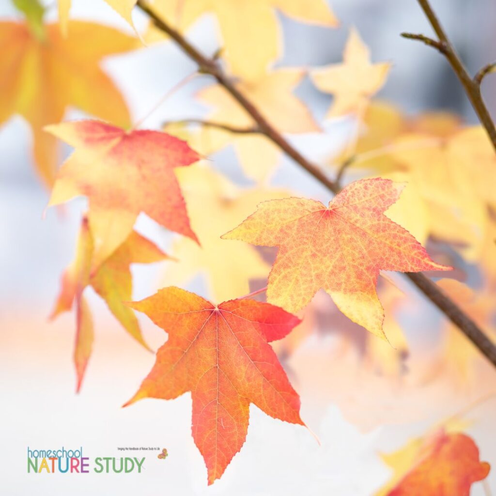 fall homeschool nature study activities