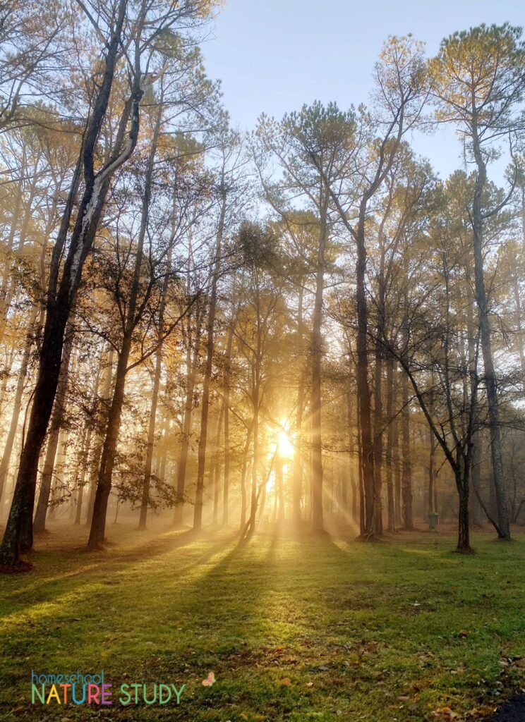 autumn nature study with light coming through the treees