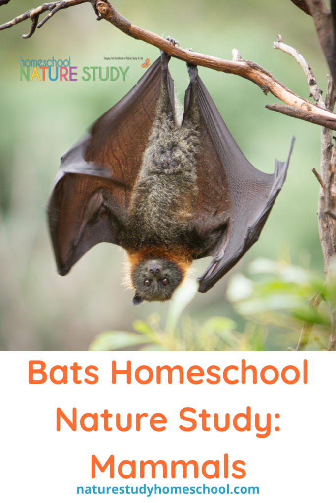 Bats are fascinating and wonderful creatures. Enjoy this bats homeschool nature study on mammals that fly and have echolocation!