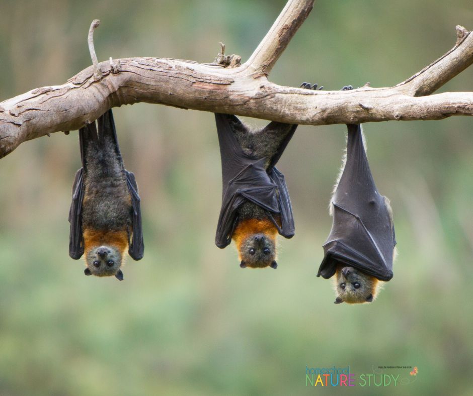 Bats are fascinating and wonderful creatures. Enjoy this bats homeschool nature study on mammals that fly and have echolocation!