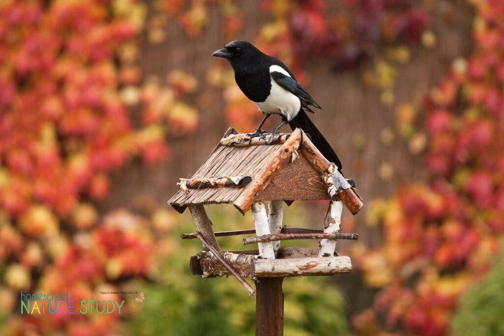 Enjoy a simple fall bird study for your homeschool with Project Feederwatch! This is an activity that can help you learn more about your local birds.