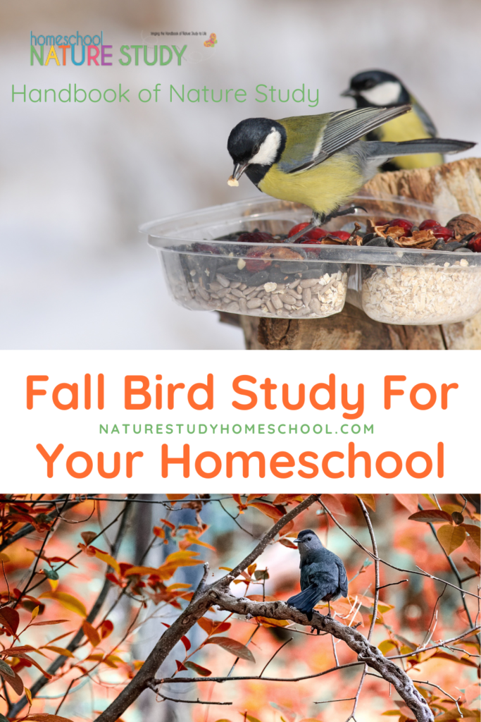 You can enjoy a simple fall bird study for your homeschool with Project Feederwatch! This is an activity that can help you learn more about your local birds in a way that is fun and useful to the community.