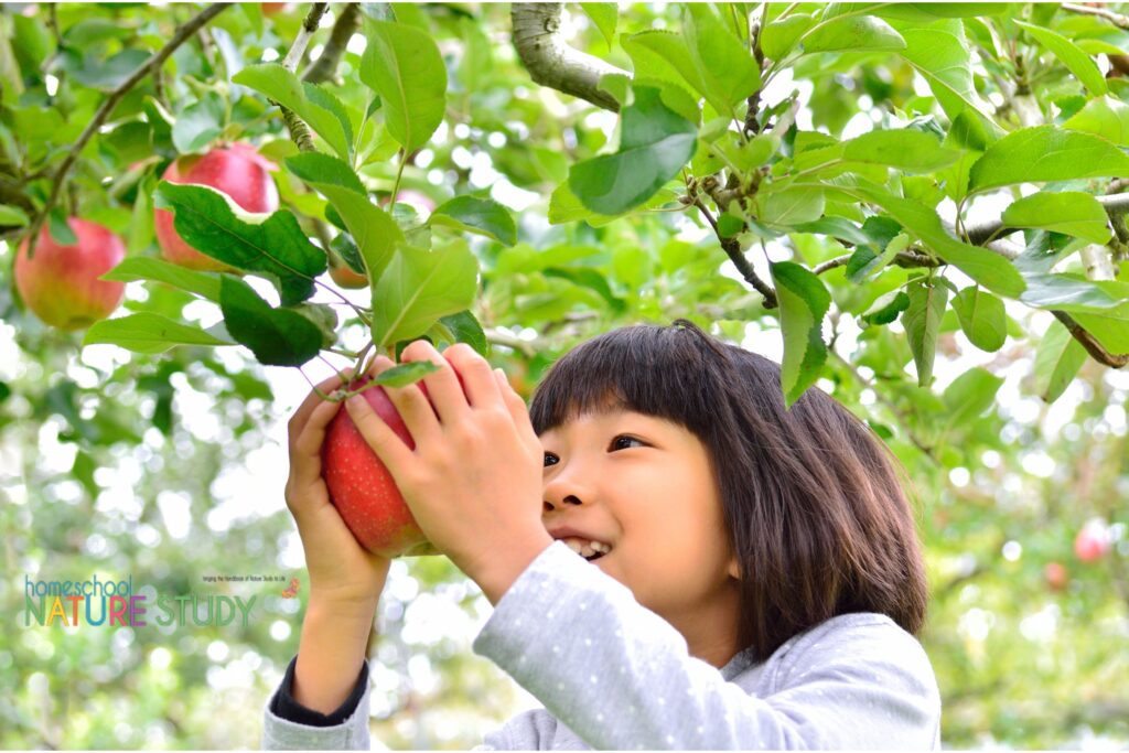 visit an apple orchard for your homeschool nature study