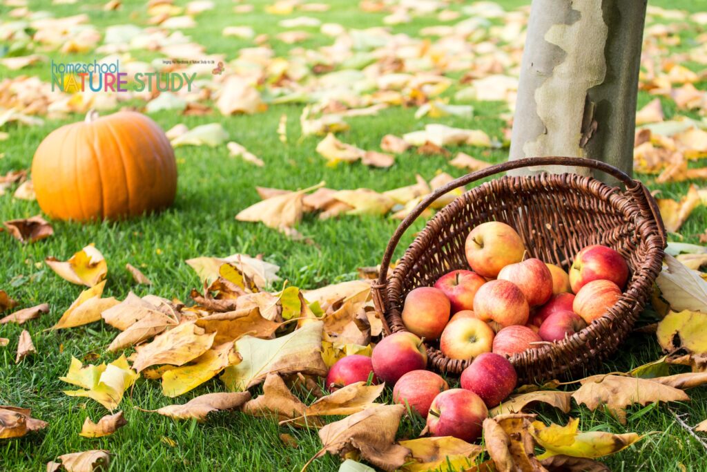 When the air turns cooler and the leaves start to change color, it is always fun to learn more about apples and pumpkins! Enjoy this ultimate guide of fun apple and pumpkin nature study ideas for your homeschool. 