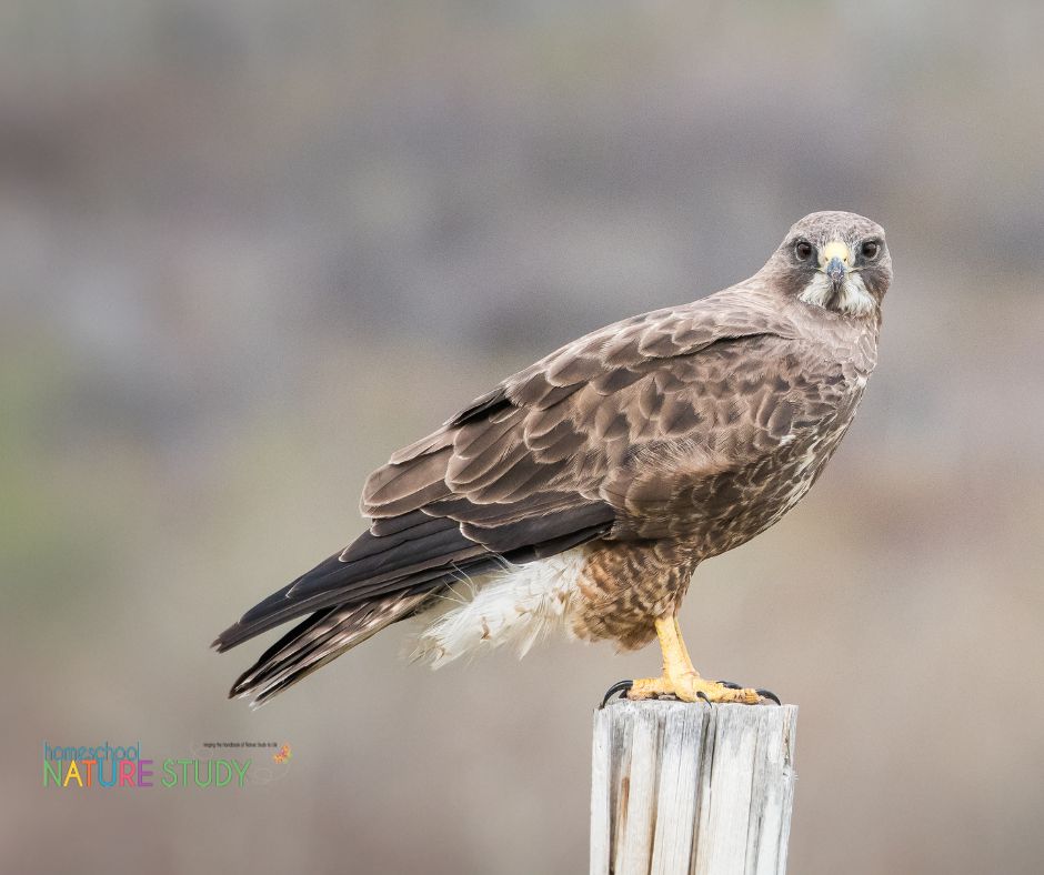 Learning about birds in your homeschool