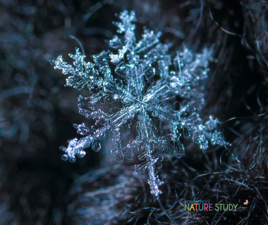 Get outside with your family with these first day of winter nature walk ideas for your homeschool! Simple and fun prompts to do together.