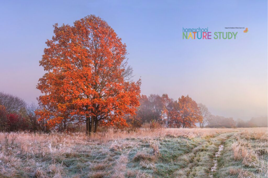 your November World homeschool nature study