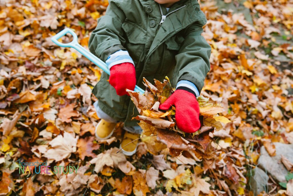 November Homeschool Nature Study Activities