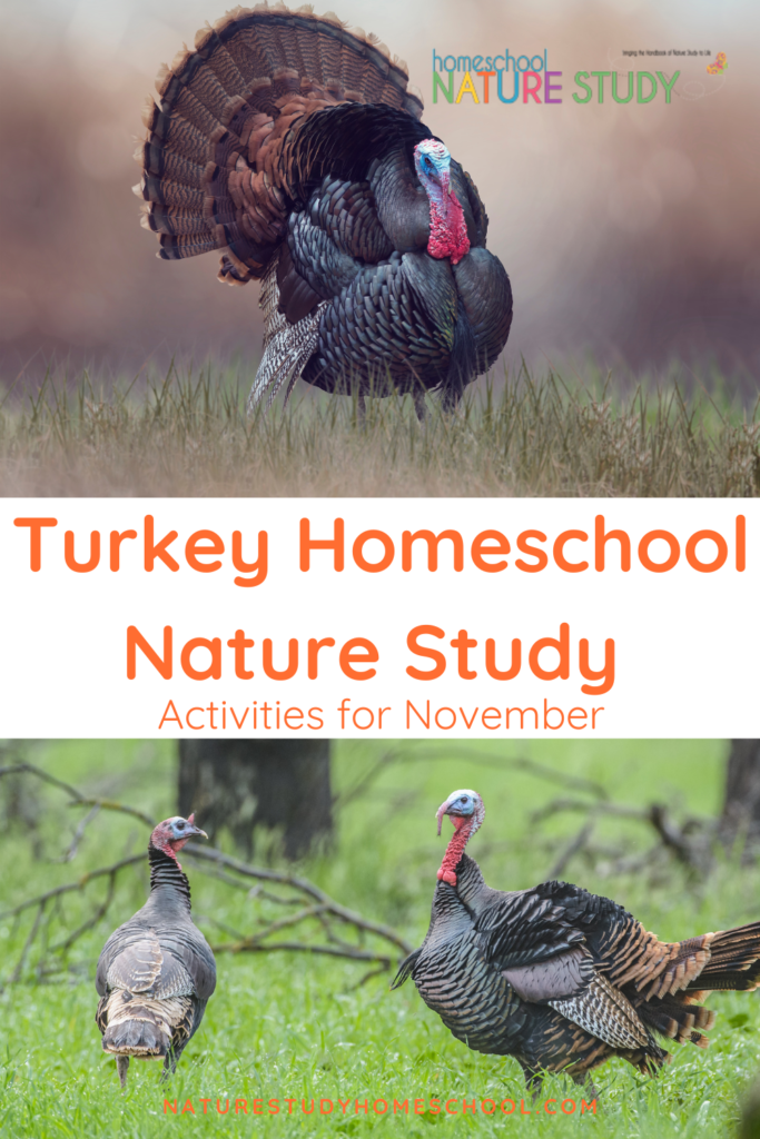 This turkey homeschool nature study includes fun activities and a free printable - everything you need for fall learning.