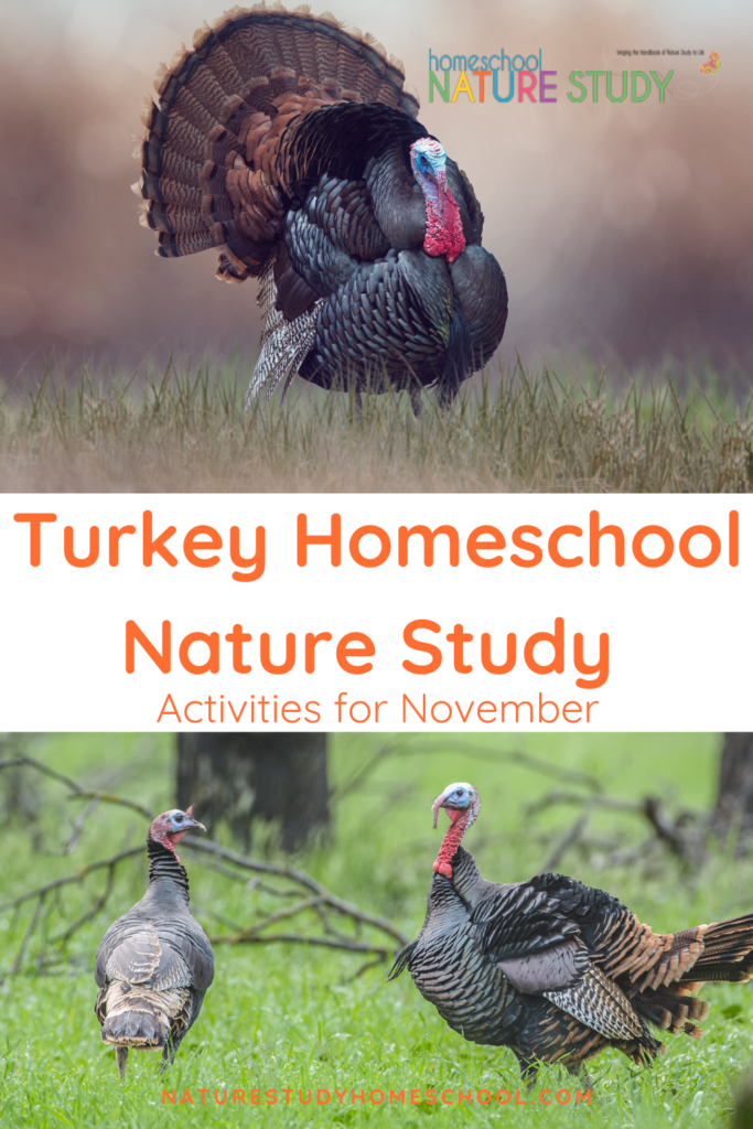 Turkey Feather Science - The Happy Housewife™ :: Home Schooling