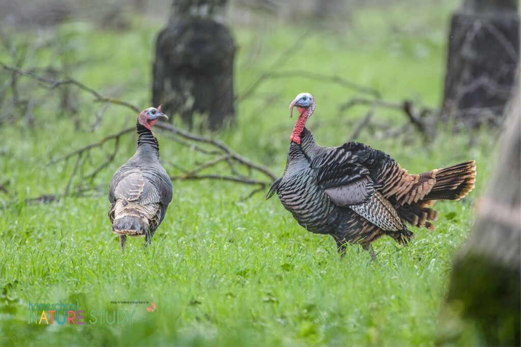 This turkey homeschool nature study includes fun activities and a free printable - everything you need for fall learning.