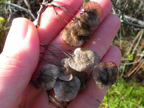 seeds nature study