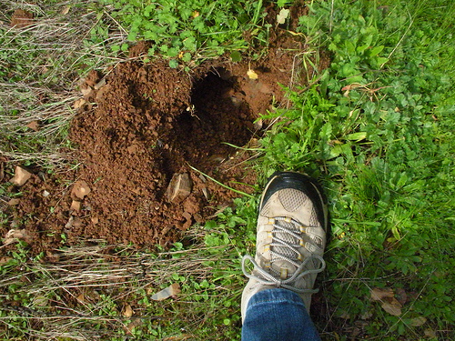 How do you find the joy of nature study in your own backyard? Here are some encouragement for easy homeschool nature study right out your back door.