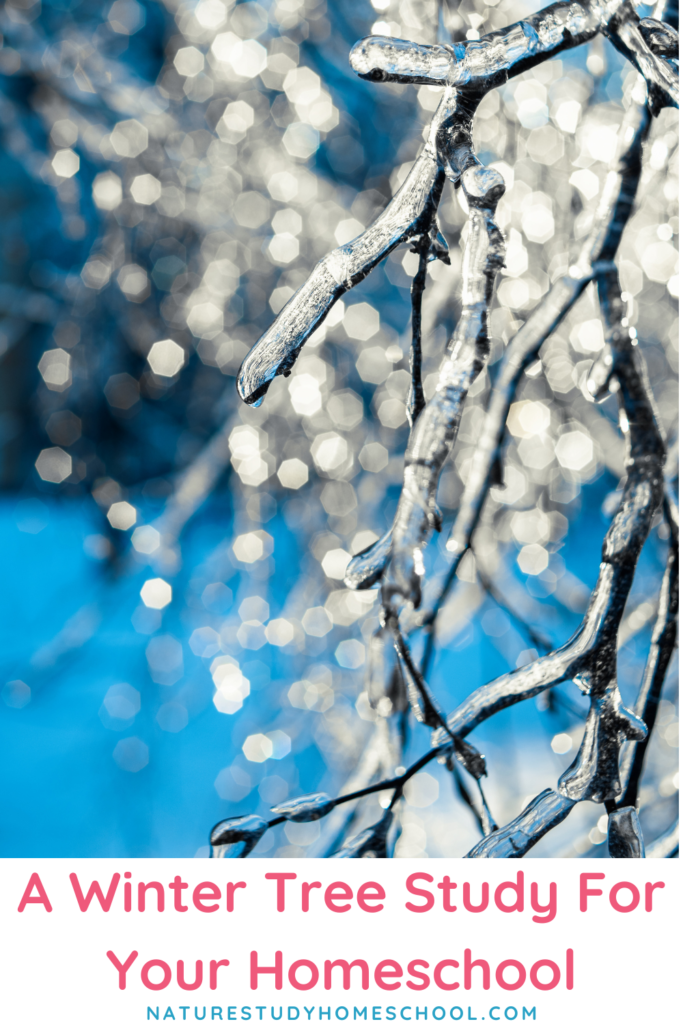 Enjoy an evergreen winter tree study for your homeschool as part of your winter season nature studies and make beautiful memories together this Christmas!