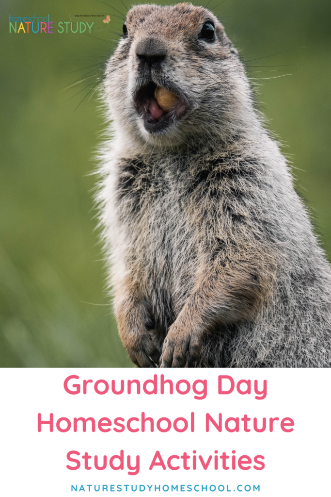 Enjoy these groundhog homeschool nature study activities about woodchucks, groundhogs, prairie dogs and marmots - whether it is Groundhog Day or not!