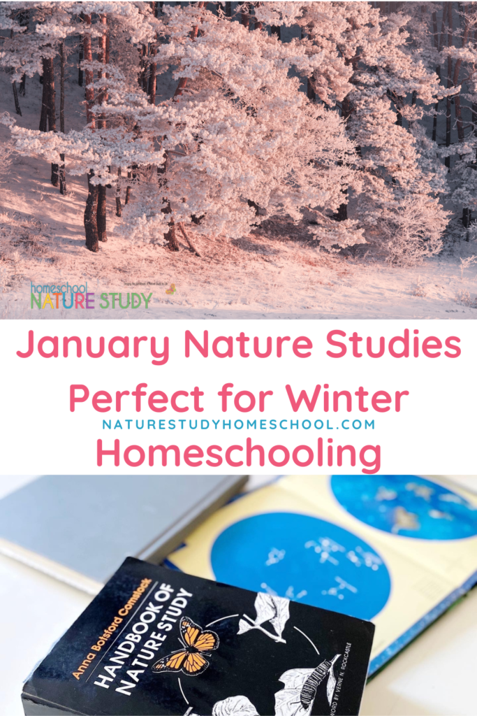 Enjoy all kinds of January nature studies perfect for winter homeschooling! Get outside for a brisk nature walk and follow up with a nature journal page.