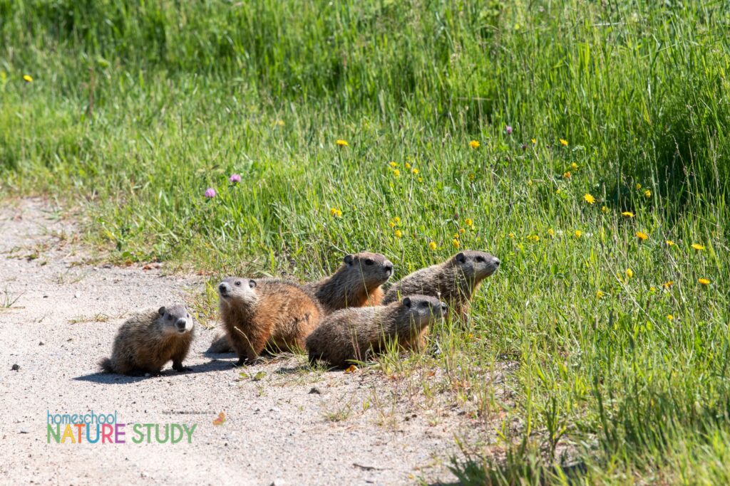 Mammals: Groundhog Homeschool Nature Study Activities