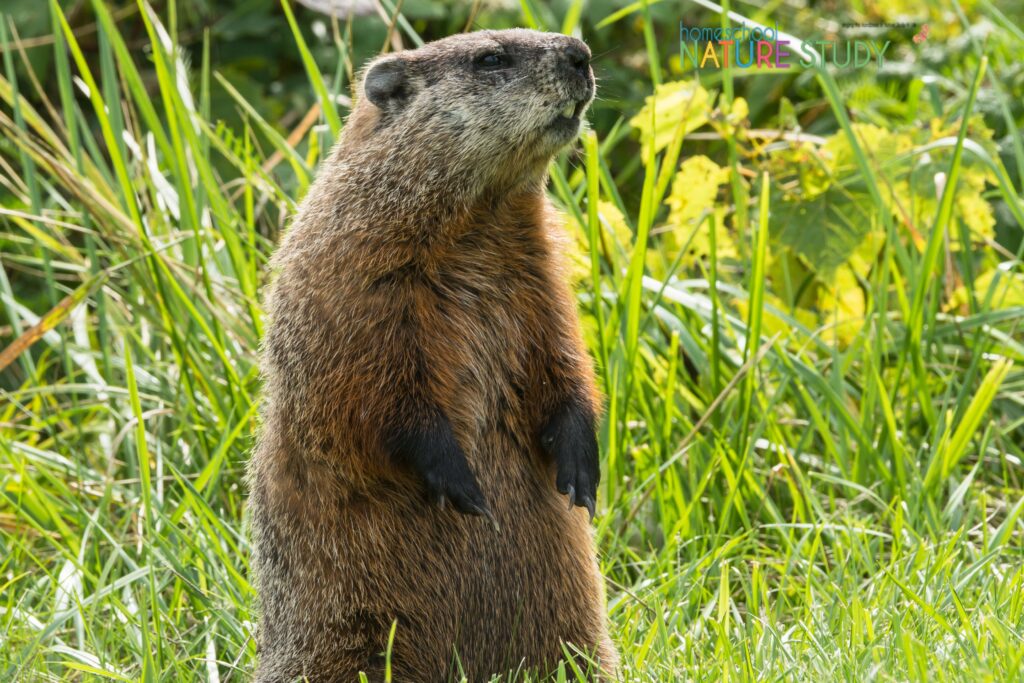 Enjoy these groundhog homeschool nature study activities about woodchucks, groundhogs, prairie dogs and marmots - whether it is Groundhog Day or not!