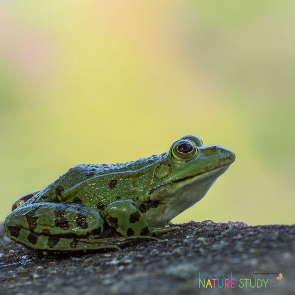 Make your homeschool nature study for teens engaging and fun with these three steps for success. Includes practical examples.