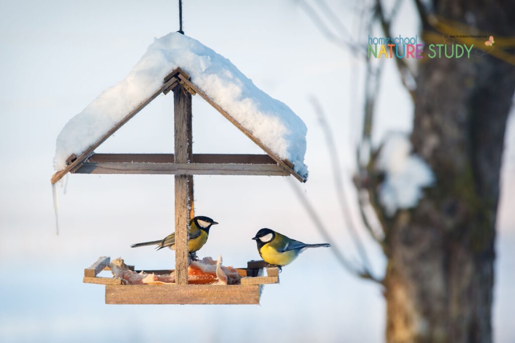 These February homeschool nature studies are great for bird watching and study. Includes The Backyard Bird Count and more!