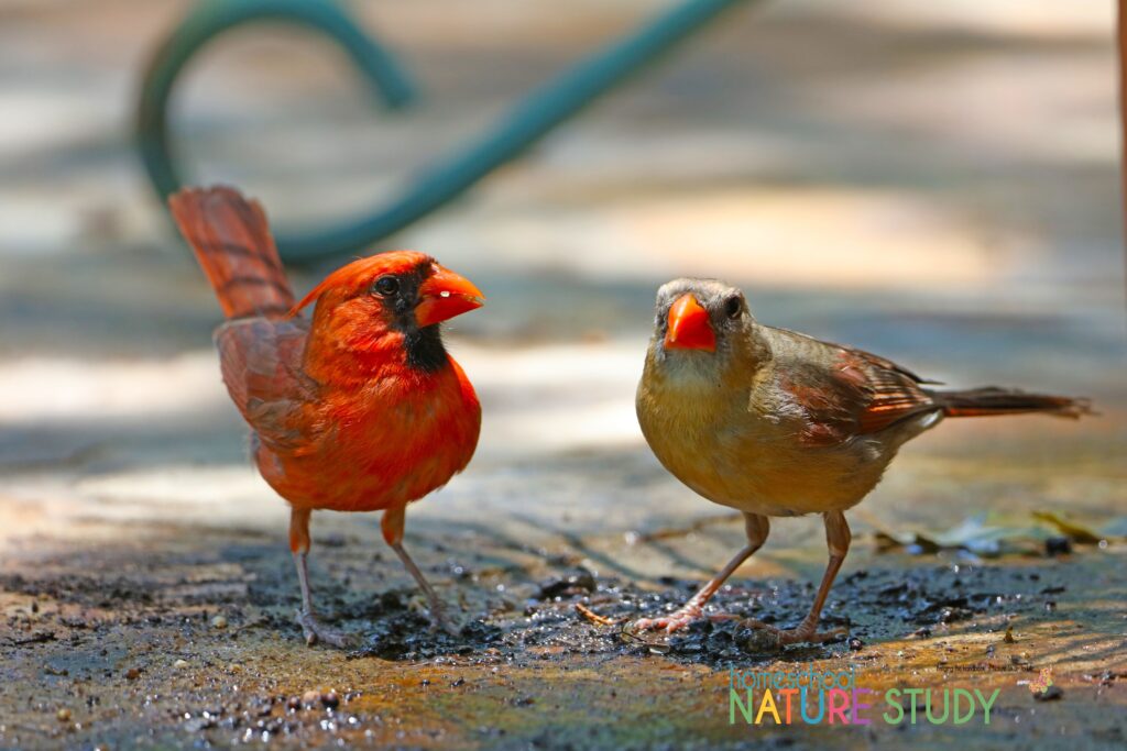 Enjoy an easy way to learn backyard bird calls. Then use the homeschool nature study on the robin, cardinal and house finch to discover more!