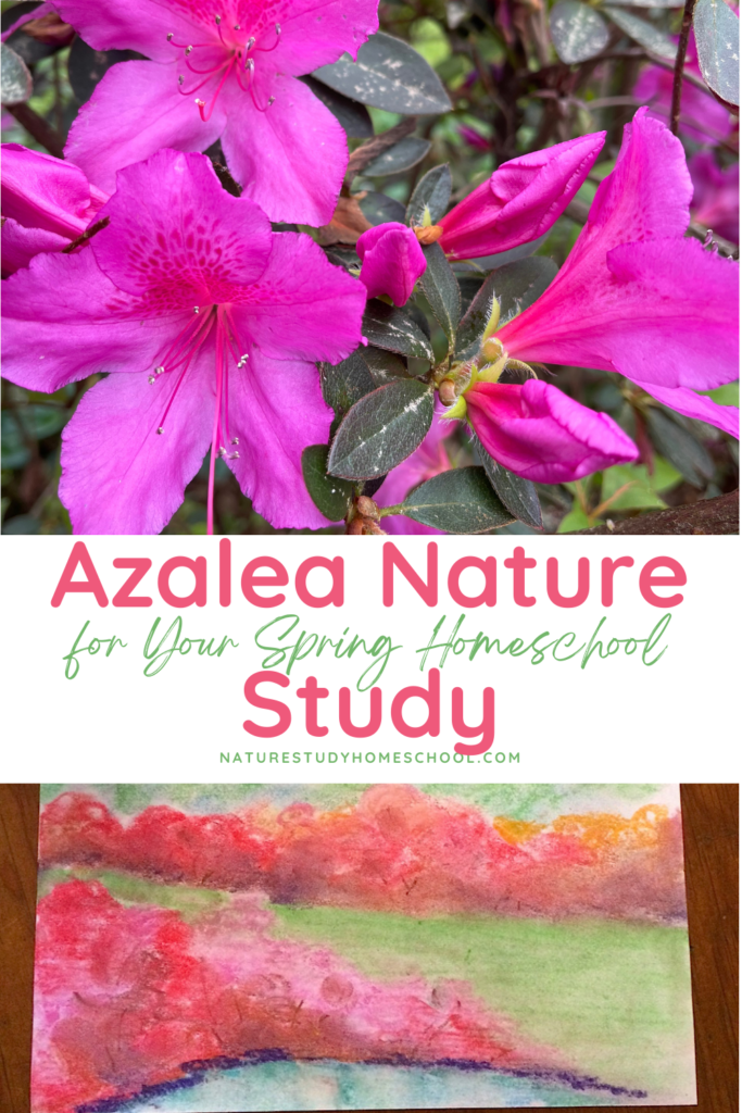 Use this azalea nature study for your spring homeschool to learn more about these beautiful shrubs. Then create a page for your nature journal.