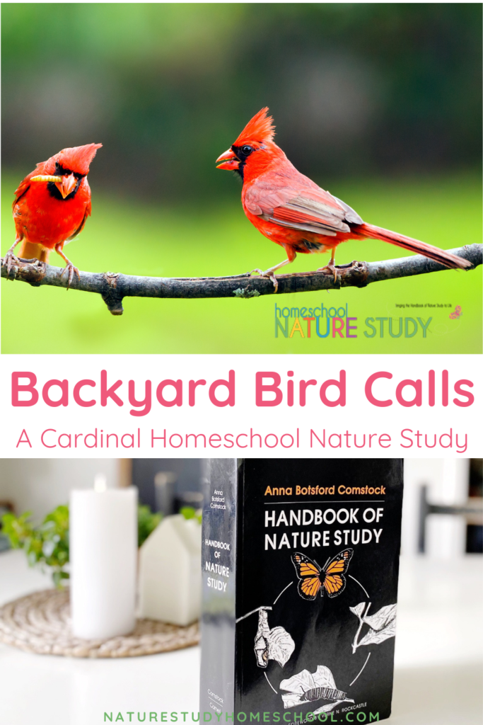 Enjoy an easy way to learn backyard bird calls. Then use the homeschool nature study on the robin, cardinal and house finch to discover more!