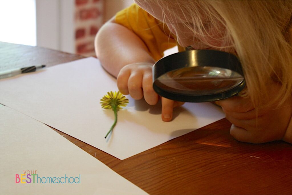 Studying the dandelion as a composite flower