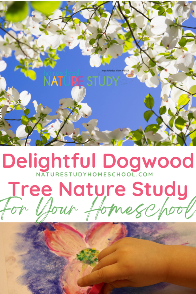 This dogwood tree nature study is a wonderful addition to your spring homeschool. Enjoy time outdoors as a family and learn together.