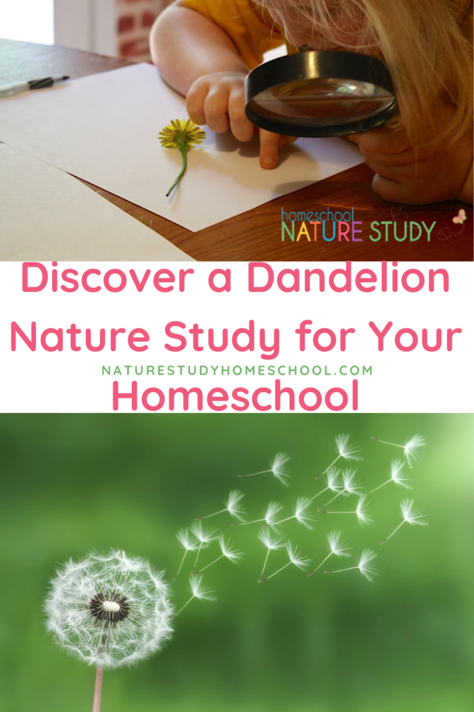 Though you may consider the dandelion a weed, there is so much to discover in this dandelion wildflower nature study for your homeschool.