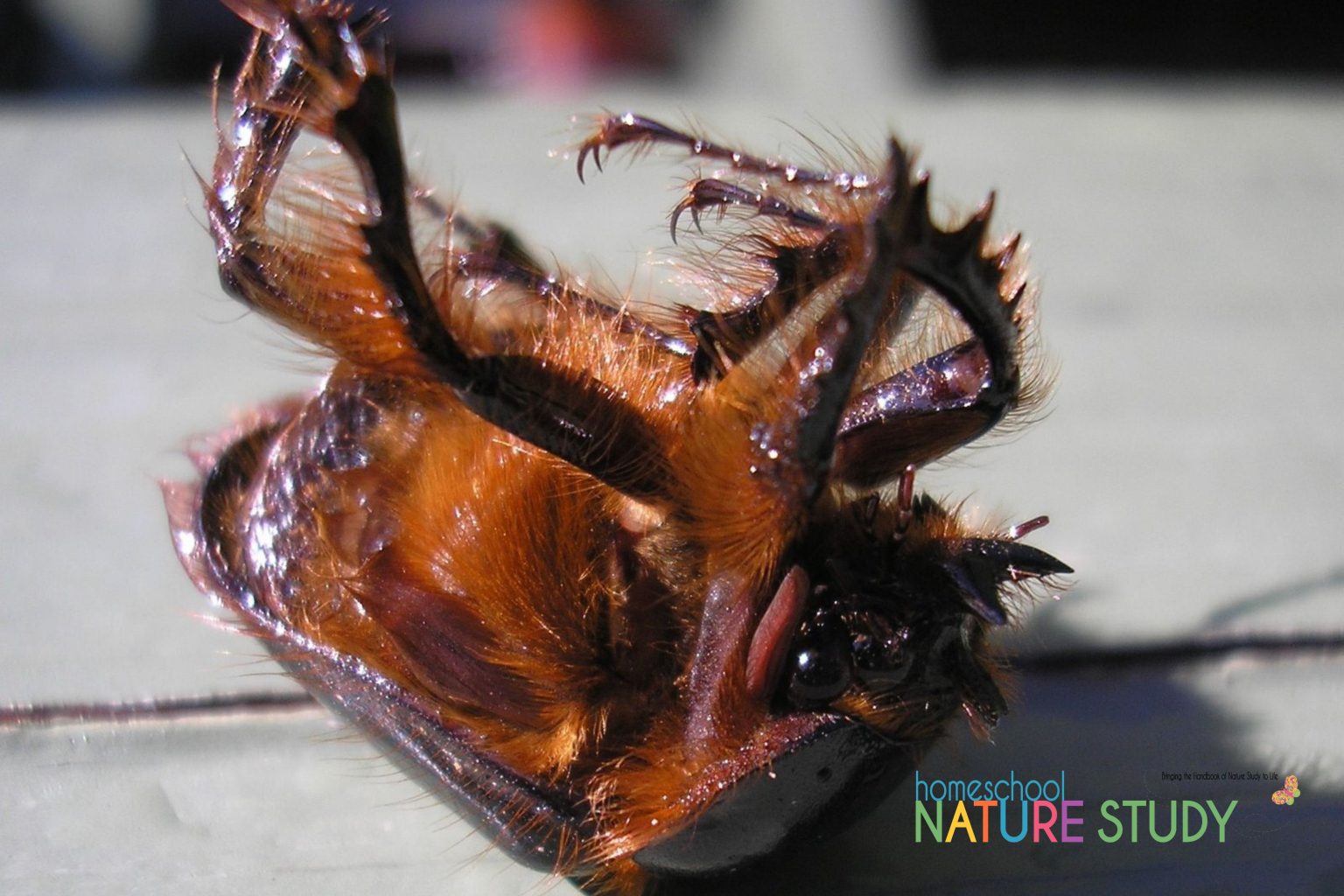 Insect Nature Study For Kids: How to Identify an Insect - Homeschool ...