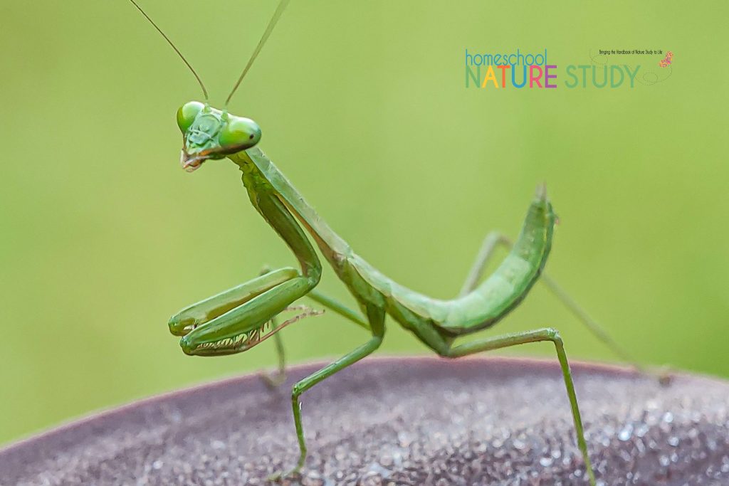 This fun insect study is a great way to encourage nature study in your homeschool. Includes activities and resources.