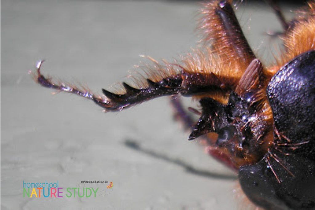 rain beetle up close