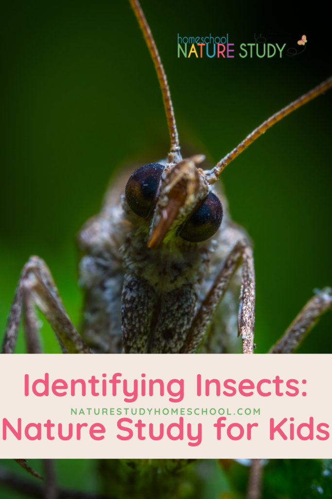 This engaging insect nature study for kids includes step by step instructions on how to simply identify an insect.