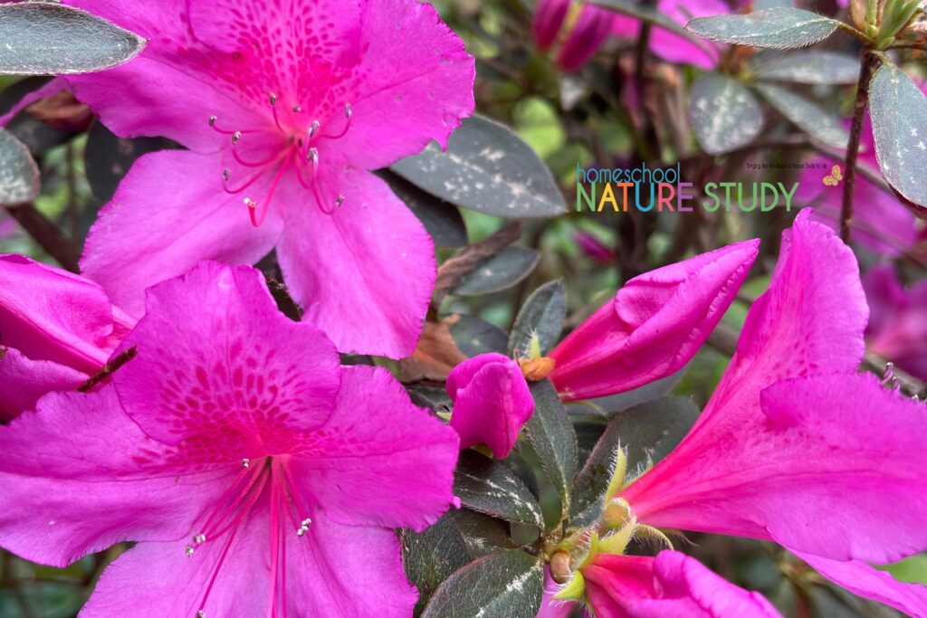 Use this azalea nature study for your spring homeschool to learn more about these beautiful shrubs. Then create a page for your nature journal.
