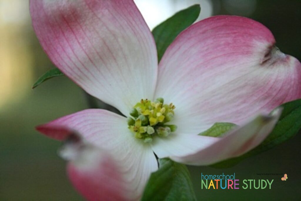 This dogwood tree nature study is a wonderful addition to your spring homeschool. Enjoy time outdoors as a family and learn together. 