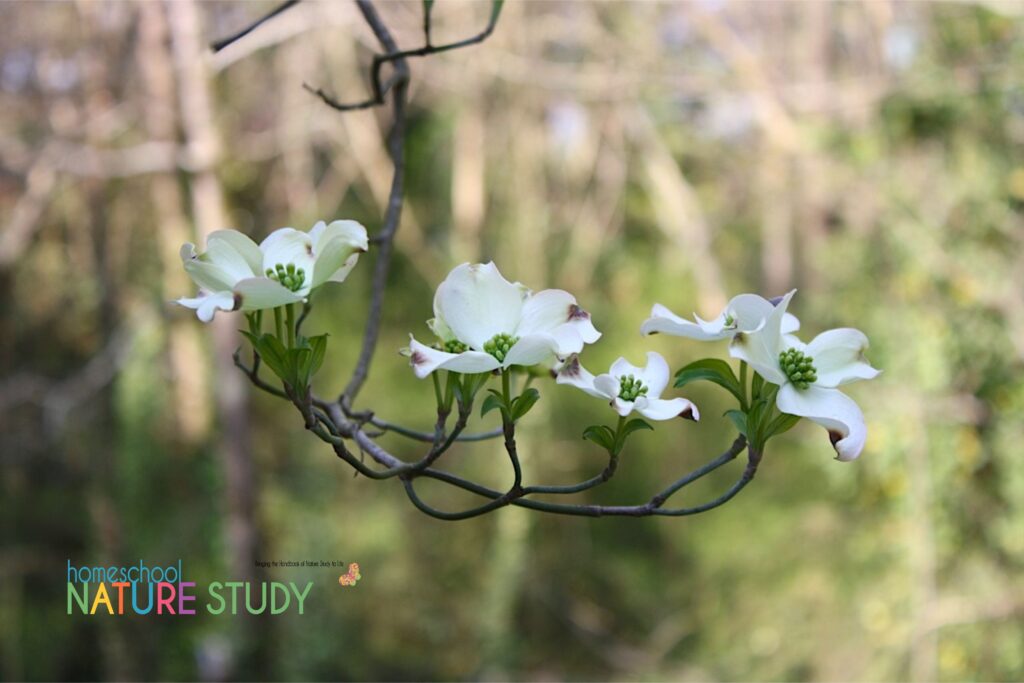 This dogwood tree nature study is a wonderful addition to your spring homeschool. Enjoy time outdoors as a family and learn together. 